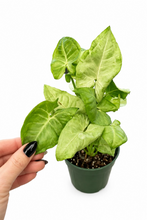 Load image into Gallery viewer, Syngonium 'Milk Confetti' 4"