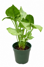 Load image into Gallery viewer, Syngonium 'Milk Confetti' 4"