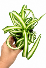 Load image into Gallery viewer, Chlorophytum comosum 'Bonnie' 2" - Spider Plant