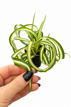 Load image into Gallery viewer, Chlorophytum comosum 'Bonnie' 2" - Spider Plant