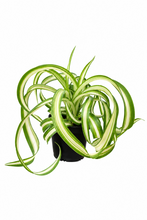 Load image into Gallery viewer, Chlorophytum comosum 'Bonnie' 2" - Spider Plant