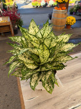 Load image into Gallery viewer, Aglaonema 'First Diamond' 8" - Chinese Evergreen