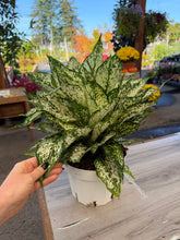 Load image into Gallery viewer, Aglaonema 'First Diamond' 8" - Chinese Evergreen