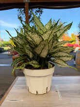 Load image into Gallery viewer, Aglaonema 'First Diamond' 8" - Chinese Evergreen