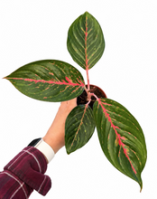 Load image into Gallery viewer, Aglaonema Red Borju 4"