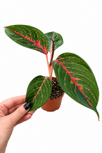 Load image into Gallery viewer, Aglaonema Red Borju 4"