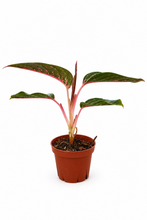 Load image into Gallery viewer, Aglaonema Red Borju 4"
