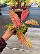 Load image into Gallery viewer, Aglaonema Firework 5"