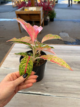 Load image into Gallery viewer, Aglaonema Firework 5"