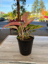 Load image into Gallery viewer, Aglaonema Firework 5"