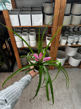 Load image into Gallery viewer, Tillandsia 'Antonio' 4"