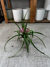 Load image into Gallery viewer, Tillandsia 'Antonio' 4"