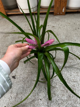 Load image into Gallery viewer, Tillandsia 'Antonio' 4"