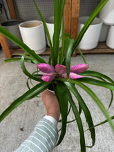Load image into Gallery viewer, Tillandsia 'Antonio' 4"
