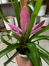 Load image into Gallery viewer, Tillandsia 'Antonio' 4"