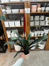 Load image into Gallery viewer, Vriesea splendens 4" - Flaming Sword