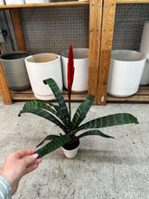 Load image into Gallery viewer, Vriesea splendens 4" - Flaming Sword