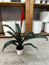 Load image into Gallery viewer, Vriesea splendens 4" - Flaming Sword