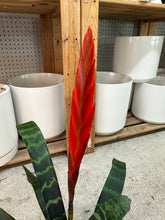 Load image into Gallery viewer, Vriesea splendens 4" - Flaming Sword