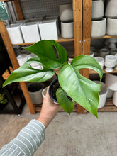 Load image into Gallery viewer, Rhaphidophora pertusa 4"