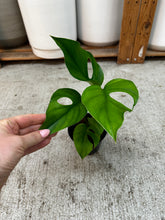 Load image into Gallery viewer, Rhaphidophora pertusa 4"