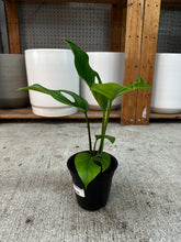 Load image into Gallery viewer, Rhaphidophora pertusa 4"