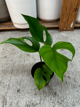 Load image into Gallery viewer, Rhaphidophora pertusa 4"