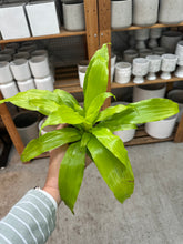 Load image into Gallery viewer, Dracaena Limelight 4"