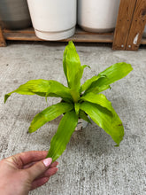 Load image into Gallery viewer, Dracaena Limelight 4"