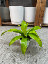 Load image into Gallery viewer, Dracaena Limelight 4"