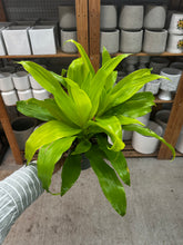 Load image into Gallery viewer, Dracaena Limelight 6" - Dragon Tree