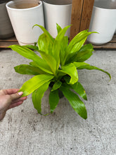 Load image into Gallery viewer, Dracaena Limelight 6" - Dragon Tree