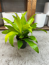 Load image into Gallery viewer, Dracaena Limelight 6" - Dragon Tree