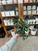 Load image into Gallery viewer, Olea sp. 4" - European Olive Tree