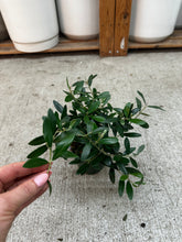 Load image into Gallery viewer, Olea sp. 4" - European Olive Tree