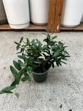 Load image into Gallery viewer, Olea sp. 4" - European Olive Tree