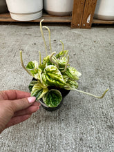 Load image into Gallery viewer, Peperomia Buenos Aires 4"