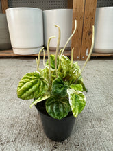 Load image into Gallery viewer, Peperomia Buenos Aires 4"