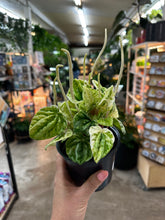 Load image into Gallery viewer, Peperomia Buenos Aires 4"