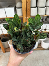 Load image into Gallery viewer, Pellonia pulchra 4"