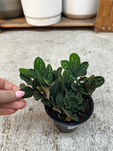 Load image into Gallery viewer, Pellonia pulchra 4"