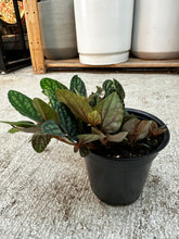 Load image into Gallery viewer, Pellonia pulchra 4"