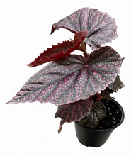 Load image into Gallery viewer, Begonia Maurice Amy 4"