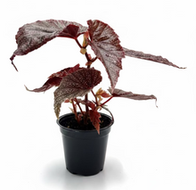 Load image into Gallery viewer, Begonia Maurice Amy 4"