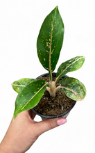 Load image into Gallery viewer, Aglaonema Night Sparkle 4" - Chinese Evergreen