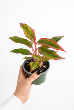 Load image into Gallery viewer, Aglaonema  'Red' 4" - Chinese Evergreen