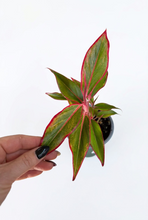Load image into Gallery viewer, Aglaonema  'Red' 4" - Chinese Evergreen