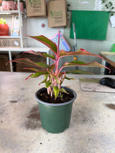 Load image into Gallery viewer, Aglaonema  'Red' 4" - Chinese Evergreen