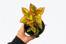 Load image into Gallery viewer, Nematanthus greg 'Aurora Gold' 4" - Goldfish Plant