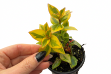 Load image into Gallery viewer, Nematanthus greg 'Aurora Gold' 4" - Goldfish Plant